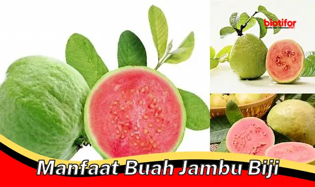 manfaat buah jambu biji