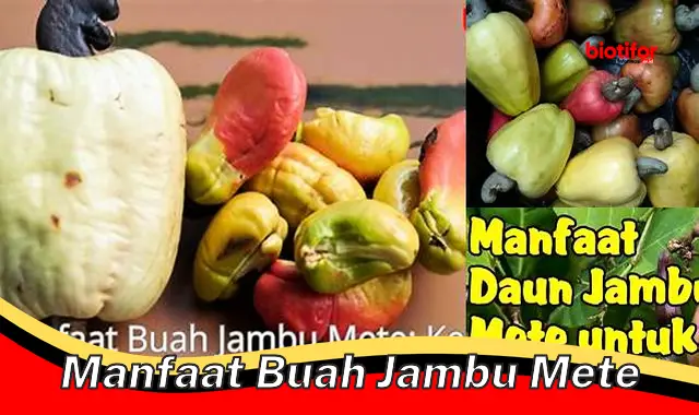 manfaat buah jambu mete