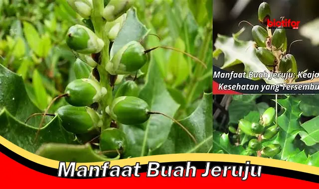 manfaat buah jeruju