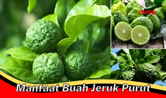 manfaat buah jeruk purut