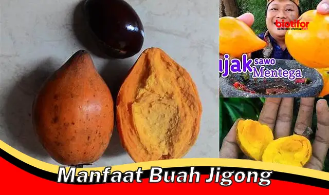 manfaat buah jigong