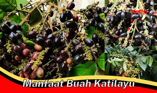 manfaat buah katilayu