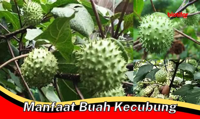 manfaat buah kecubung