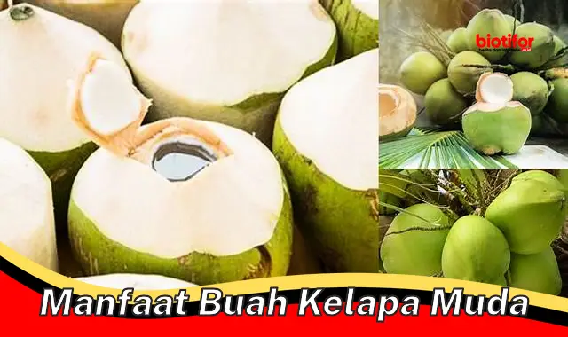 manfaat buah kelapa muda