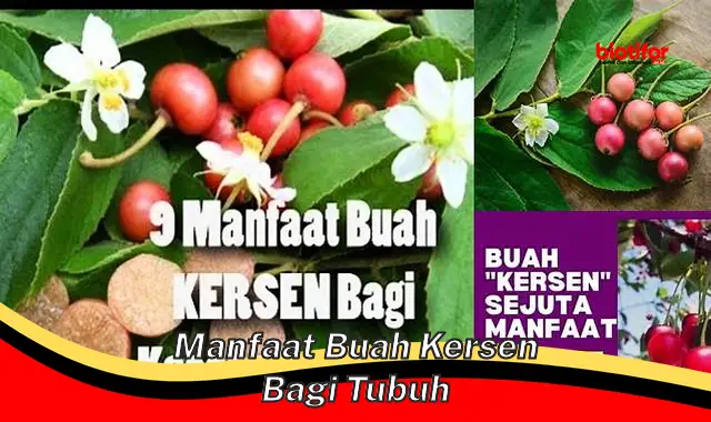 manfaat buah kersen bagi tubuh