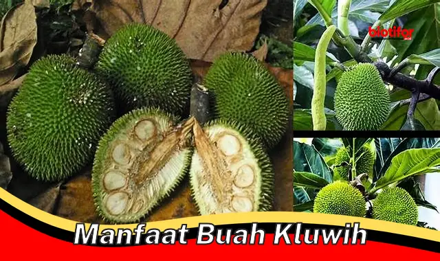 manfaat buah kluwih