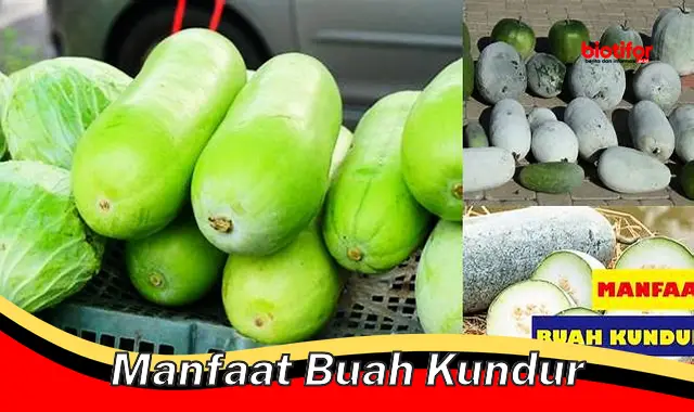 manfaat buah kundur