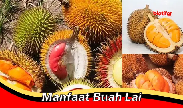 manfaat buah lai