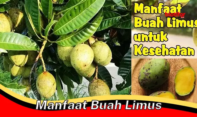 manfaat buah limus