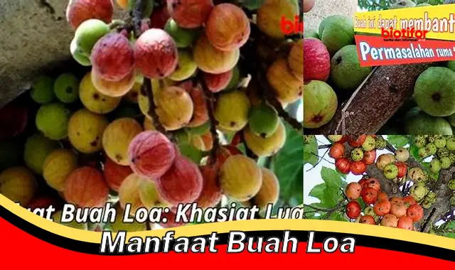 manfaat buah loa