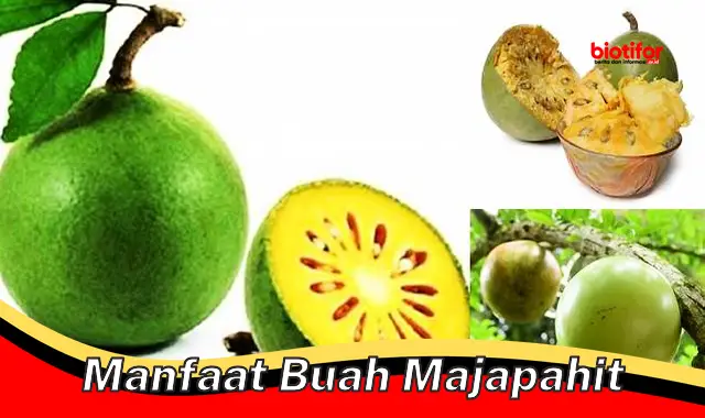 manfaat buah majapahit