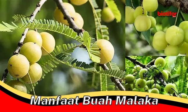 manfaat buah malaka