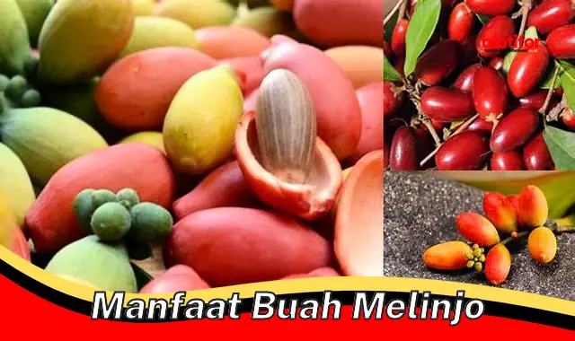 manfaat buah melinjo