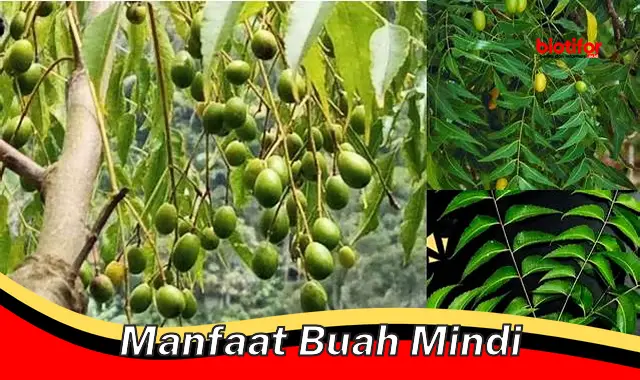 manfaat buah mindi