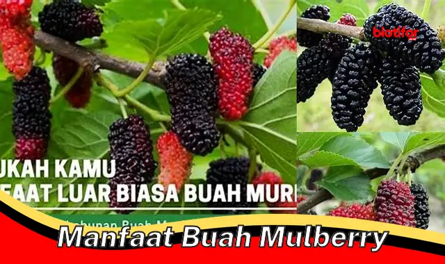 manfaat buah mulberry