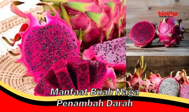 manfaat buah naga penambah darah