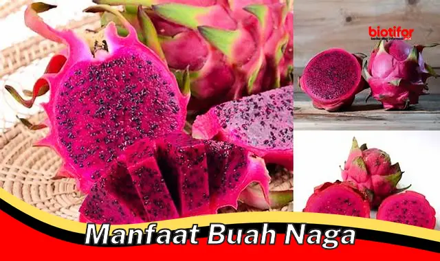 manfaat buah naga