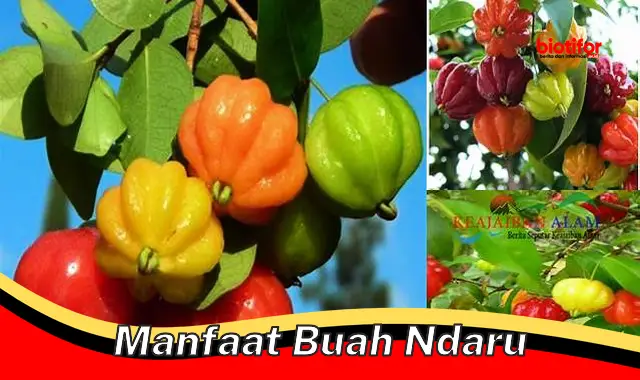 manfaat buah ndaru