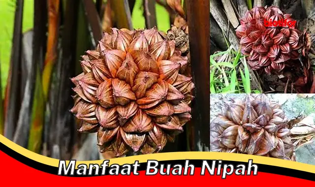 manfaat buah nipah