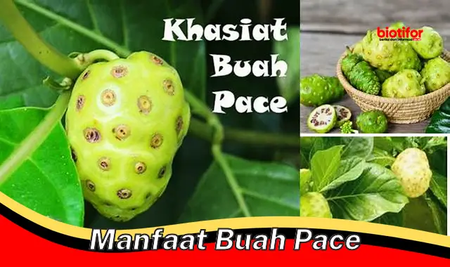 manfaat buah pace