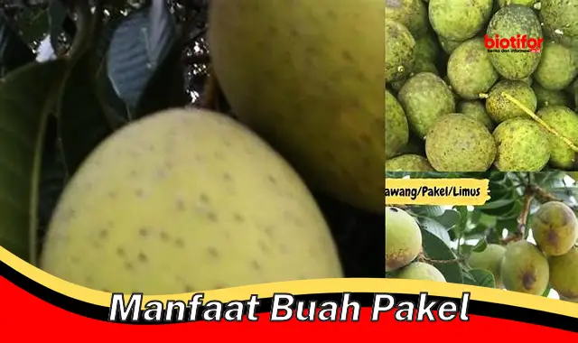 Temukan Manfaat Buah Pakel Tersembunyi yang Wajib Anda Tahu