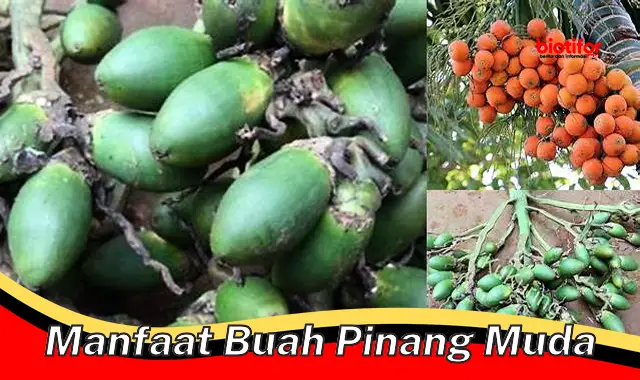 manfaat buah pinang muda