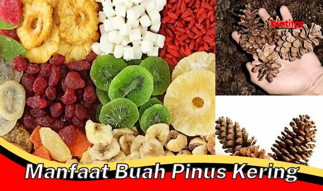 manfaat buah pinus kering