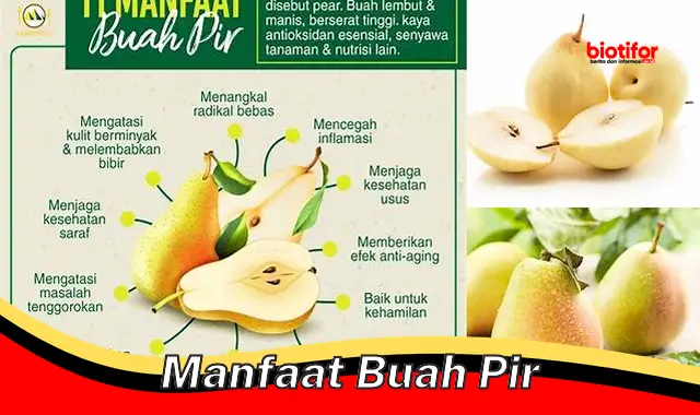 manfaat buah pir