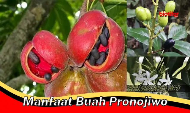 manfaat buah pronojiwo