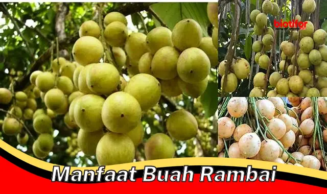 manfaat buah rambai