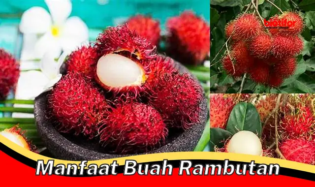 manfaat buah rambutan