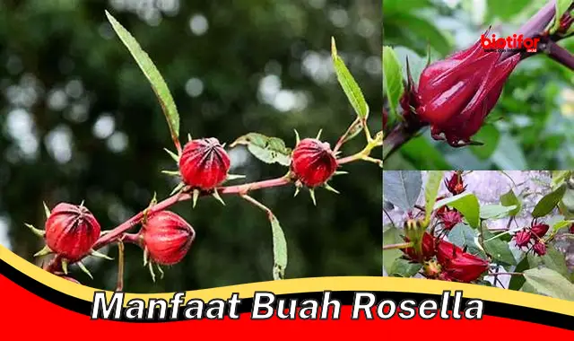 manfaat buah rosella