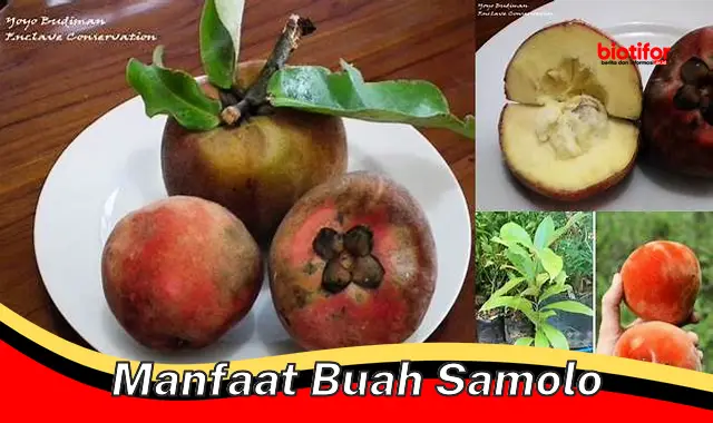 manfaat buah samolo