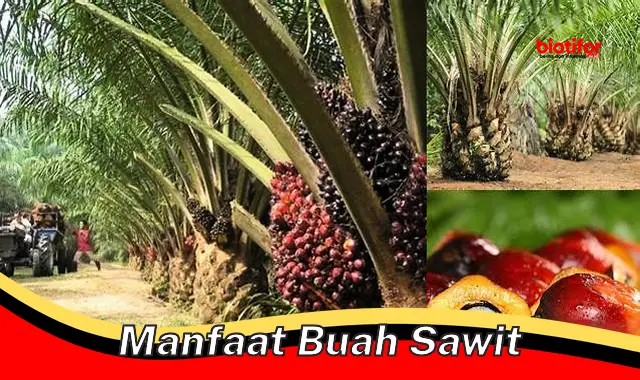 manfaat buah sawit