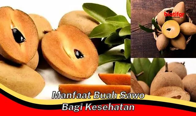 manfaat buah sawo bagi kesehatan