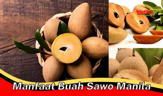 manfaat buah sawo manila