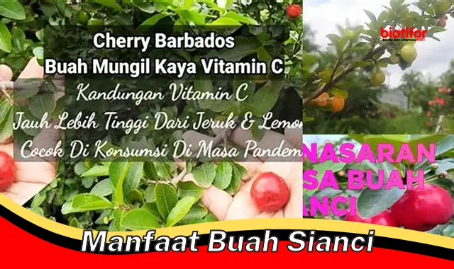 manfaat buah sianci