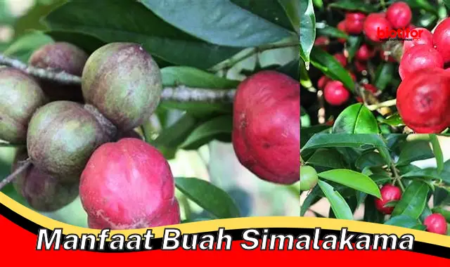 manfaat buah simalakama