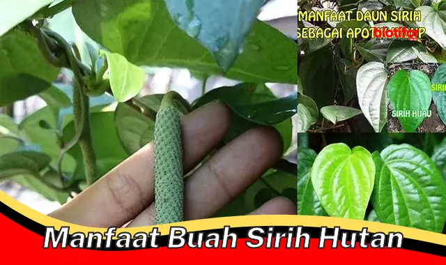 manfaat buah sirih hutan