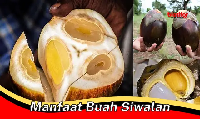 manfaat buah siwalan