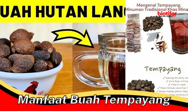 manfaat buah tempayang