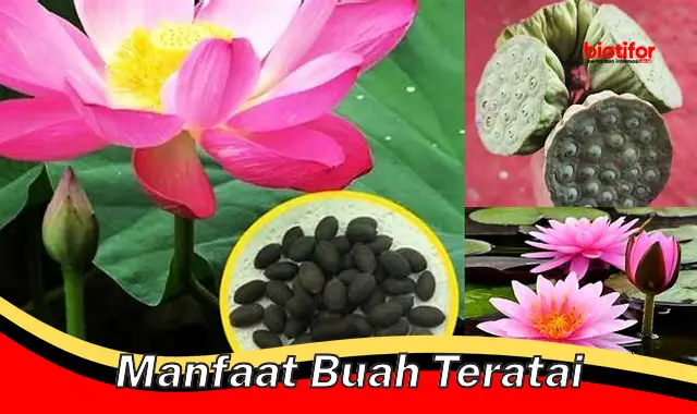 manfaat buah teratai