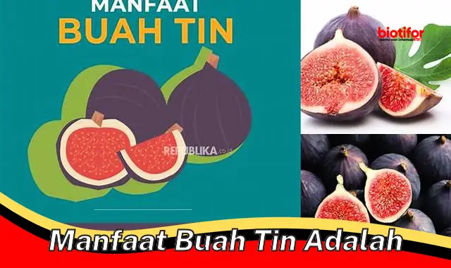 manfaat buah tin adalah