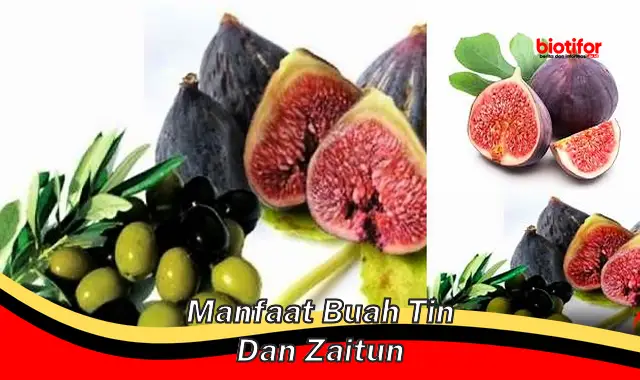 manfaat buah tin dan zaitun