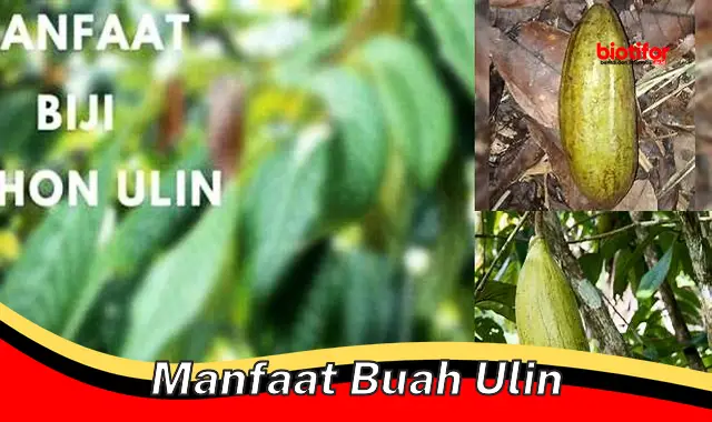 manfaat buah ulin