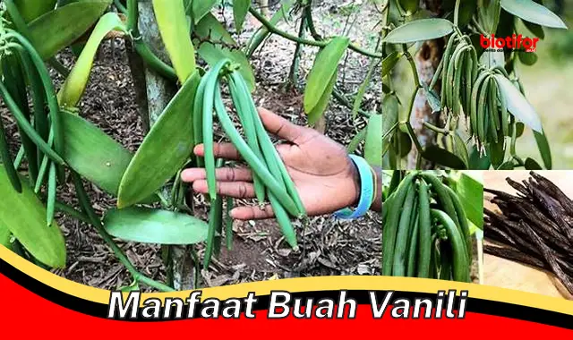 manfaat buah vanili