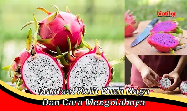 manfaat kulit buah naga dan cara mengolahnya