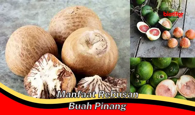 manfaat rebusan buah pinang