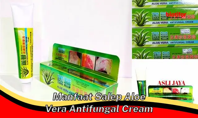 manfaat salep aloe vera antifungal cream