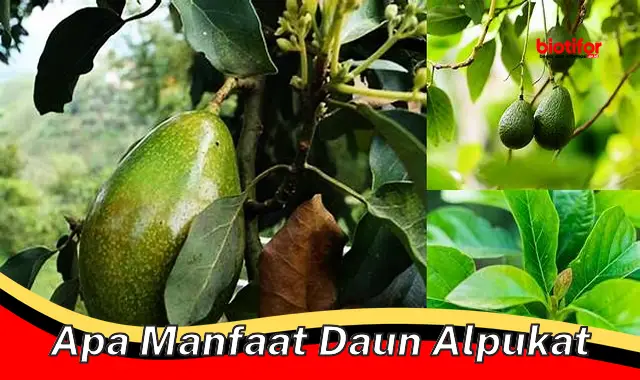 apa manfaat daun alpukat